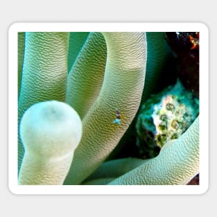 Squat Cleaner Shrimp and Giant Sea Anemone Sticker